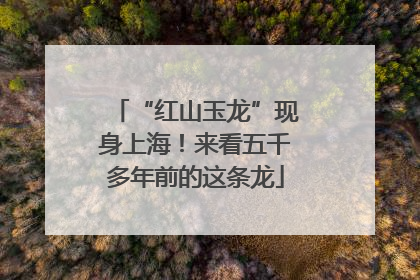 “红山玉龙”现身上海！来看五千多年前的这条龙