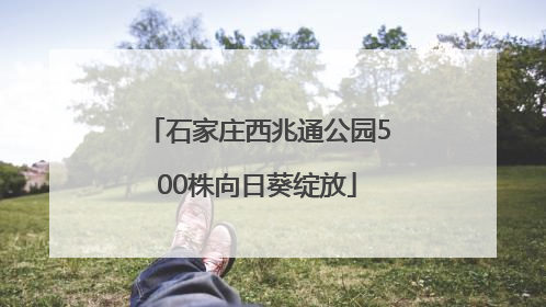 石家庄西兆通公园500株向日葵绽放
