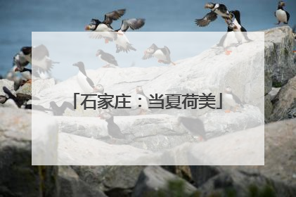 石家庄：当夏荷美