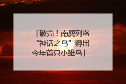 破壳！南麂列岛“神话之鸟”孵出今年首只小雏鸟