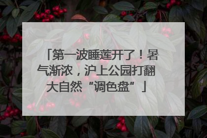 第一波睡莲开了！暑气渐浓，沪上公园打翻大自然“调色盘”
