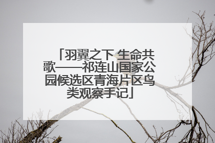 羽翼之下 生命共歌——祁连山国家公园候选区青海片区鸟类观察手记