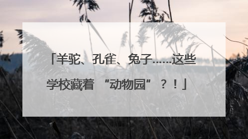 羊驼、孔雀、兔子……这些学校藏着 “动物园”？！