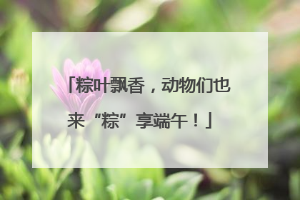 粽叶飘香，动物们也来“粽”享端午！