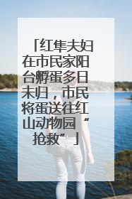 红隼夫妇在市民家阳台孵蛋多日未归，市民将蛋送往红山动物园“抢救”