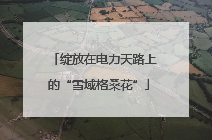 绽放在电力天路上的“雪域格桑花”