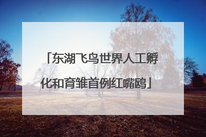 东湖飞鸟世界人工孵化和育雏首例红嘴鸥