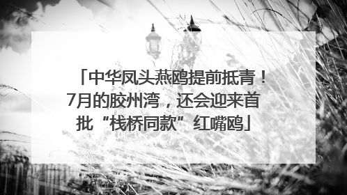 中华凤头燕鸥提前抵青！7月的胶州湾，还会迎来首批“栈桥同款”红嘴鸥