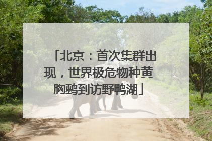 北京：首次集群出现，世界极危物种黄胸鹀到访野鸭湖