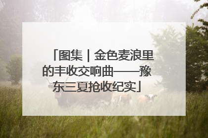 图集｜金色麦浪里的丰收交响曲——豫东三夏抢收纪实