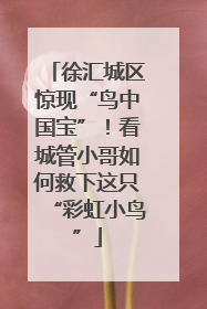 徐汇城区惊现“鸟中国宝”！看城管小哥如何救下这只“彩虹小鸟”