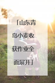 山东青岛小麦收获作业全面展开