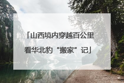 山西境内穿越百公里 看华北豹“搬家”记