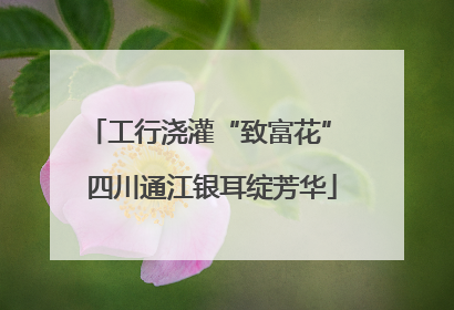 工行浇灌“致富花” 四川通江银耳绽芳华