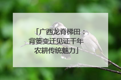 广西龙脊梯田：背篓变迁见证千年农耕传统魅力