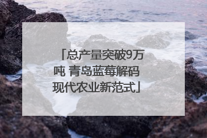 总产量突破9万吨 青岛蓝莓解码现代农业新范式