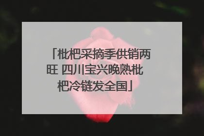枇杷采摘季供销两旺 四川宝兴晚熟枇杷冷链发全国