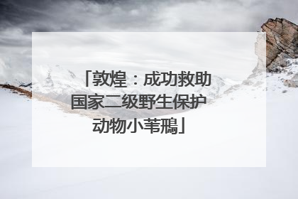 敦煌：成功救助国家二级野生保护动物小苇鳽