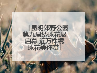 昆明郊野公园第九届绣球花展启幕 近万株绣球花等你赏