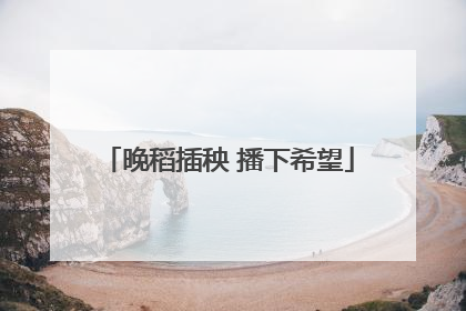 晚稻插秧 播下希望