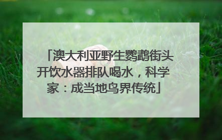 澳大利亚野生鹦鹉街头开饮水器排队喝水，科学家：成当地鸟界传统