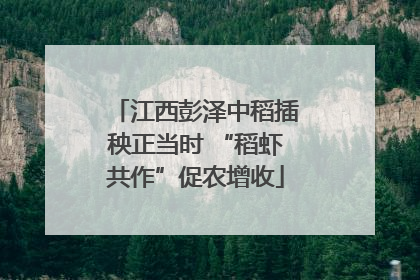 江西彭泽中稻插秧正当时 “稻虾共作”促农增收