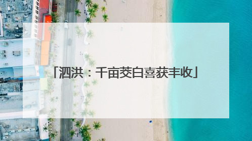 泗洪：千亩茭白喜获丰收