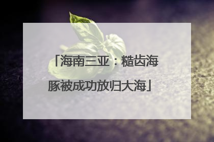 海南三亚：糙齿海豚被成功放归大海