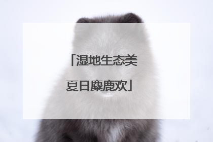 湿地生态美 夏日麋鹿欢