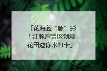 花海藏“豚”影！江豚湾景区创意花田邀你来打卡