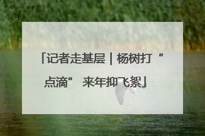 记者走基层｜杨树打“点滴” 来年抑飞絮