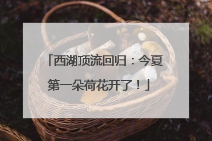 西湖顶流回归：今夏第一朵荷花开了！