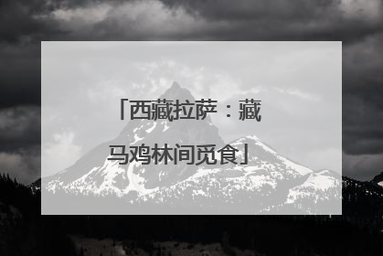 西藏拉萨：藏马鸡林间觅食