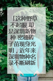 这种野草不起眼 却是深圳新物种 密穗砖子苗现身光明，近年来深圳物种名录不断刷新