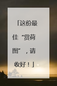 这份最佳“赏荷图”，请收好！