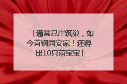 通常悬崖筑巢，如今首钢园安家！还孵出10只萌宝宝