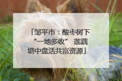 邹平市：酸枣树下“一地多收” 莲藕塘中盘活共富资源