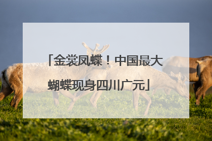 金裳凤蝶！中国最大蝴蝶现身四川广元
