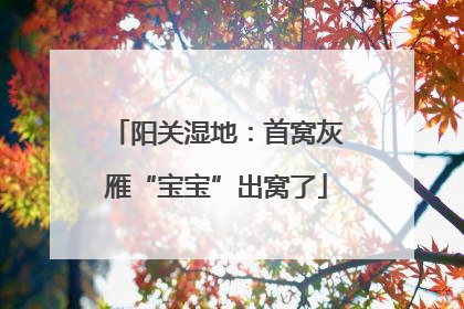 阳关湿地：首窝灰雁“宝宝”出窝了