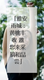 雅安雨城：黄桃丰收 邀您来采摘和品尝