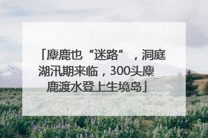 麋鹿也“迷路”，洞庭湖汛期来临，300头麋鹿渡水登上生境岛