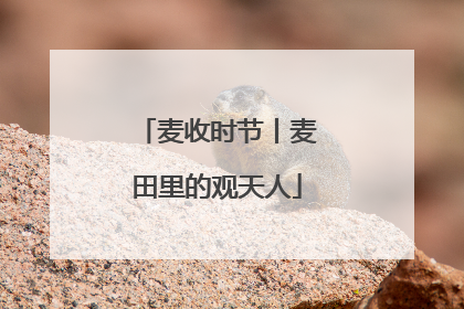 麦收时节丨麦田里的观天人