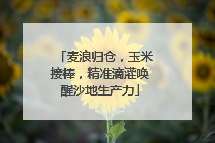 麦浪归仓，玉米接棒，精准滴灌唤醒沙地生产力