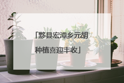 黟县宏潭乡元胡种植喜迎丰收