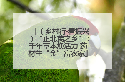 （乡村行·看振兴）“正北芪之乡”：千年草本焕活力 药材生“金”富农家