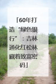 60年打造“绿色银行”：吉林通化红松林藏着致富密码